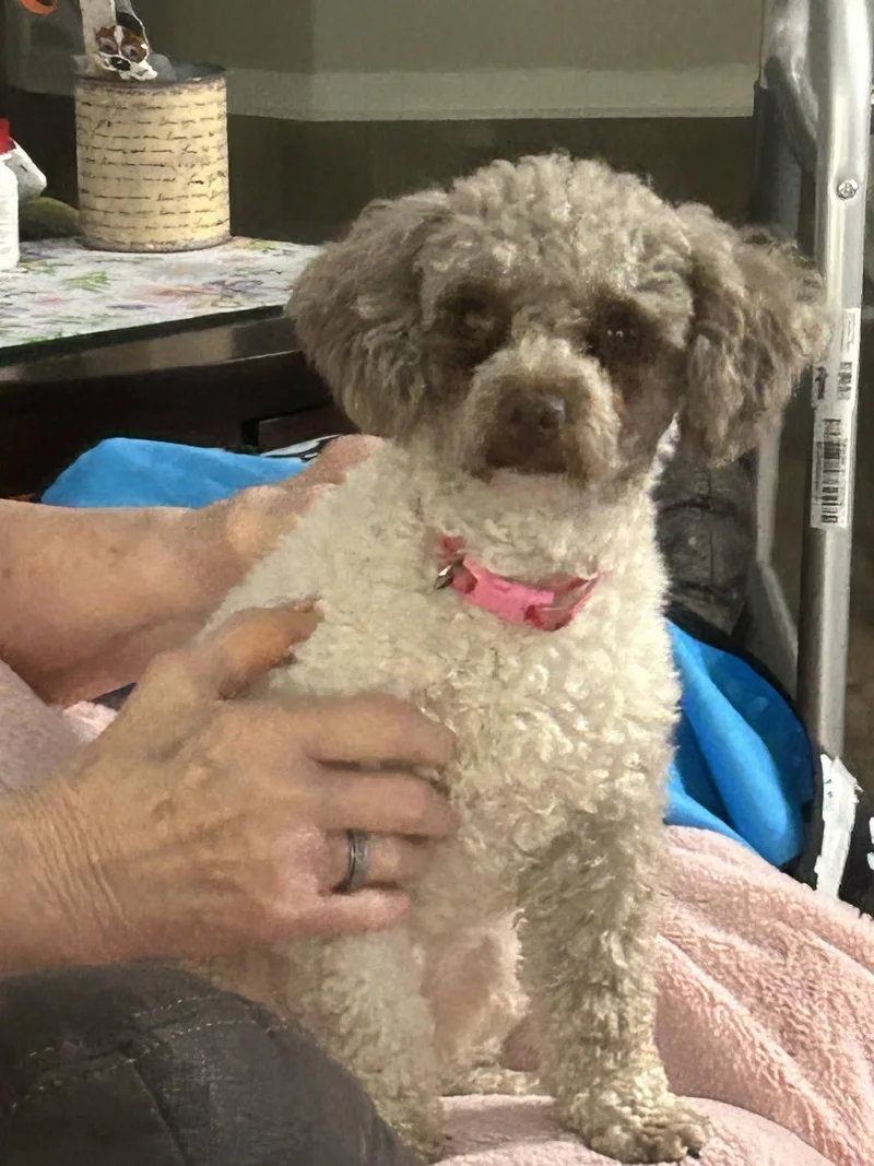 An adult small-sized female Standard Poodle dog named Cassie Lou for adoption in Nashville, TN