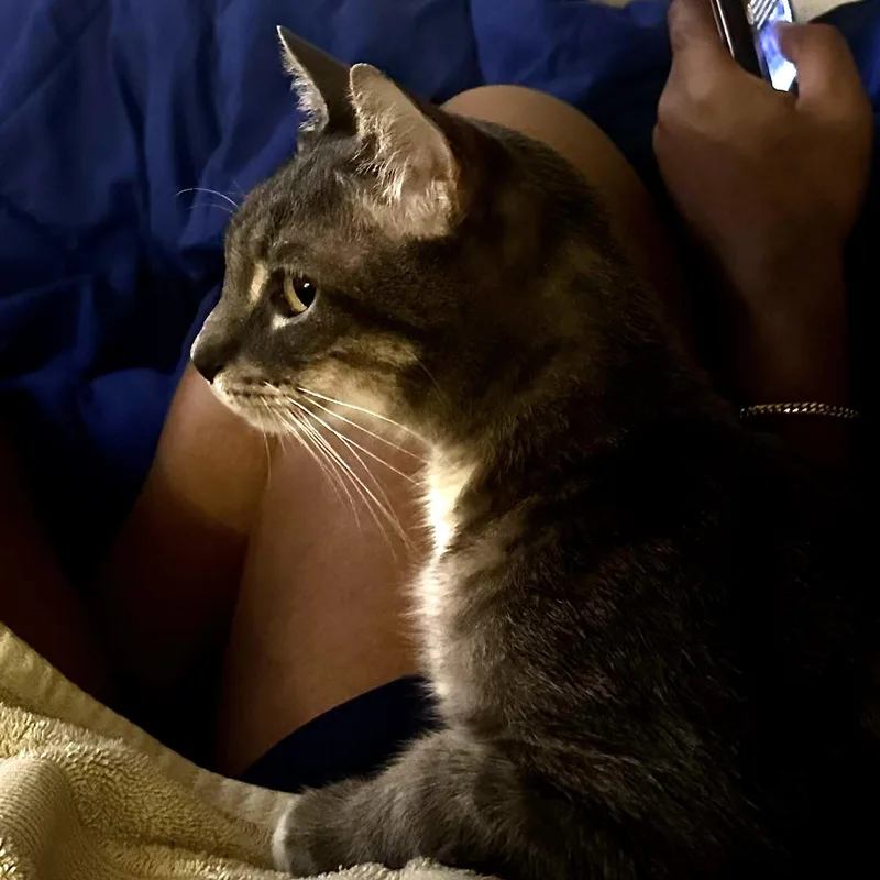 An adult medium-sized male Tabby (Gray / Blue / Silver) Domestic Medium Hair cat named Phinn AKA Phinneas for adoption in Liverpool, TX