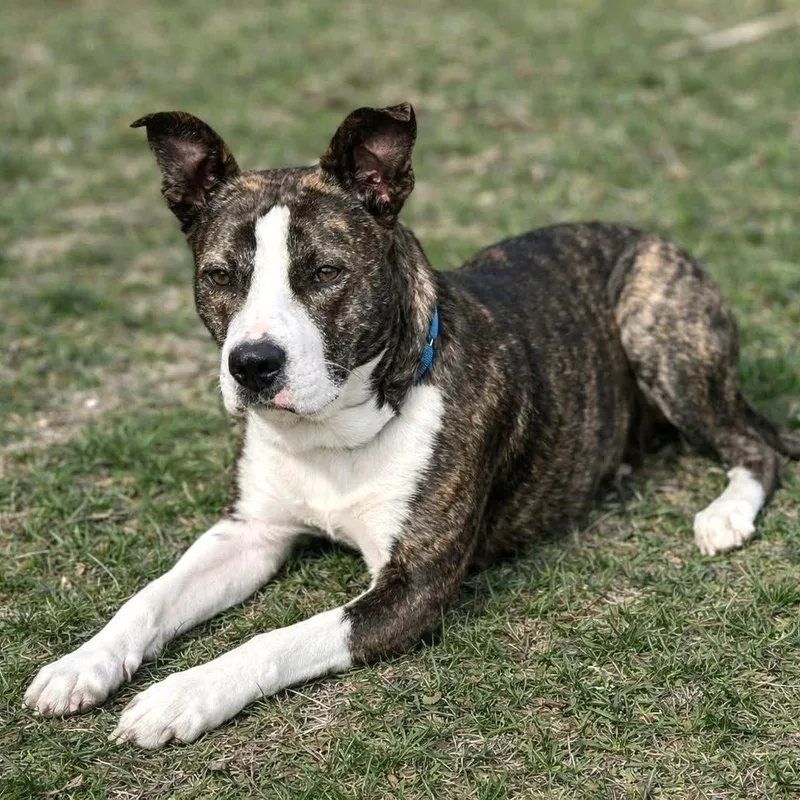 A young medium-sized female Brindle Terrier dog named Stella for adoption in Southport, CT