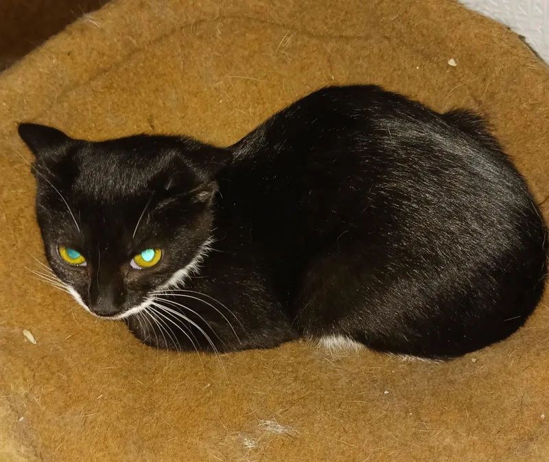 A baby small-sized female Black Domestic Short Hair cat named Houdini for adoption in Dyer, IN