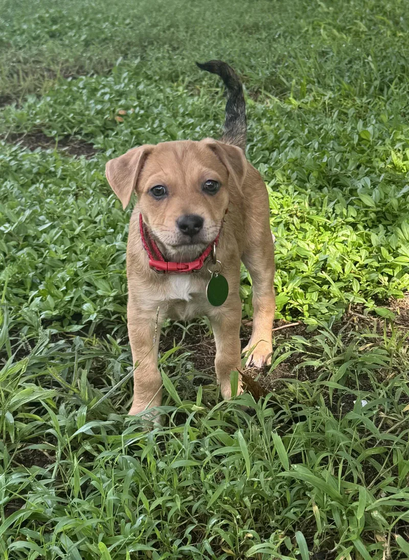 A baby medium-sized male Labrador Retriever dog named Nigel for adoption in Royal Palm Beach, FL