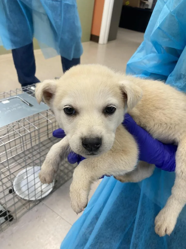 A baby small-sized male Husky dog named Mcavoy for adoption in Burnsville, NC