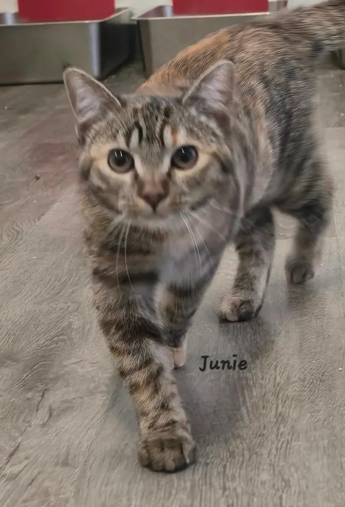 A baby medium-sized female Domestic Short Hair cat named Junie for adoption in Cedar Rapids, IA