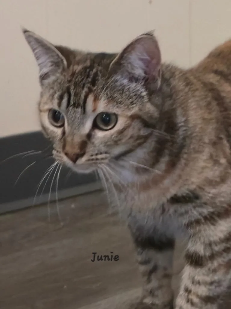 Junie thumbnail 2