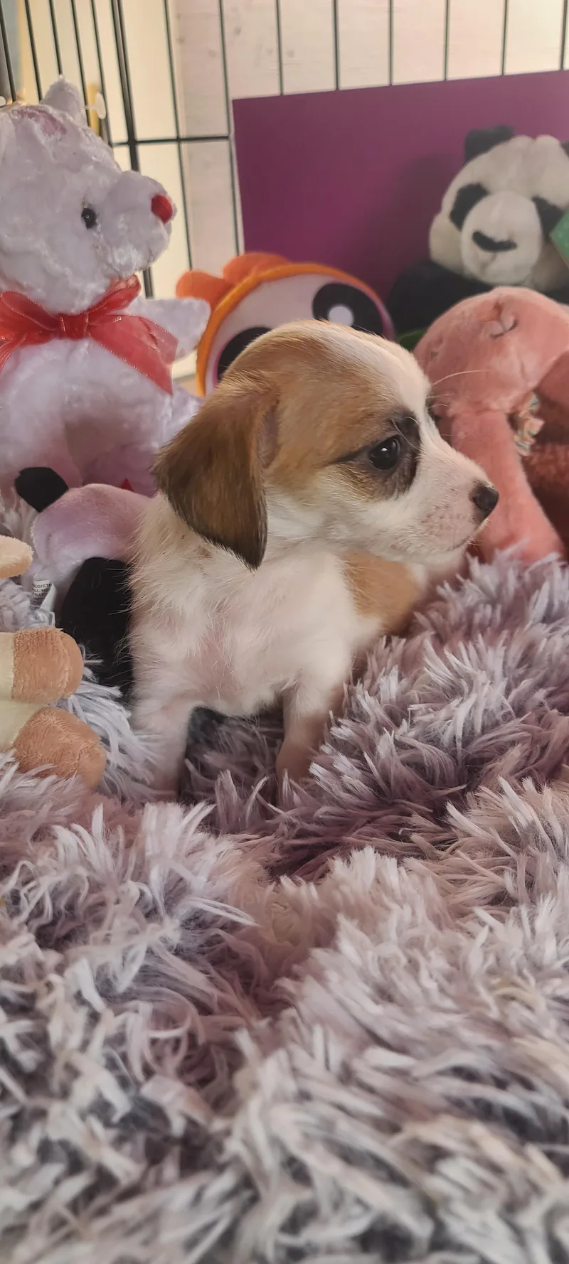 A baby small-sized male Chihuahua dog named Barry for adoption in Murphys, CA