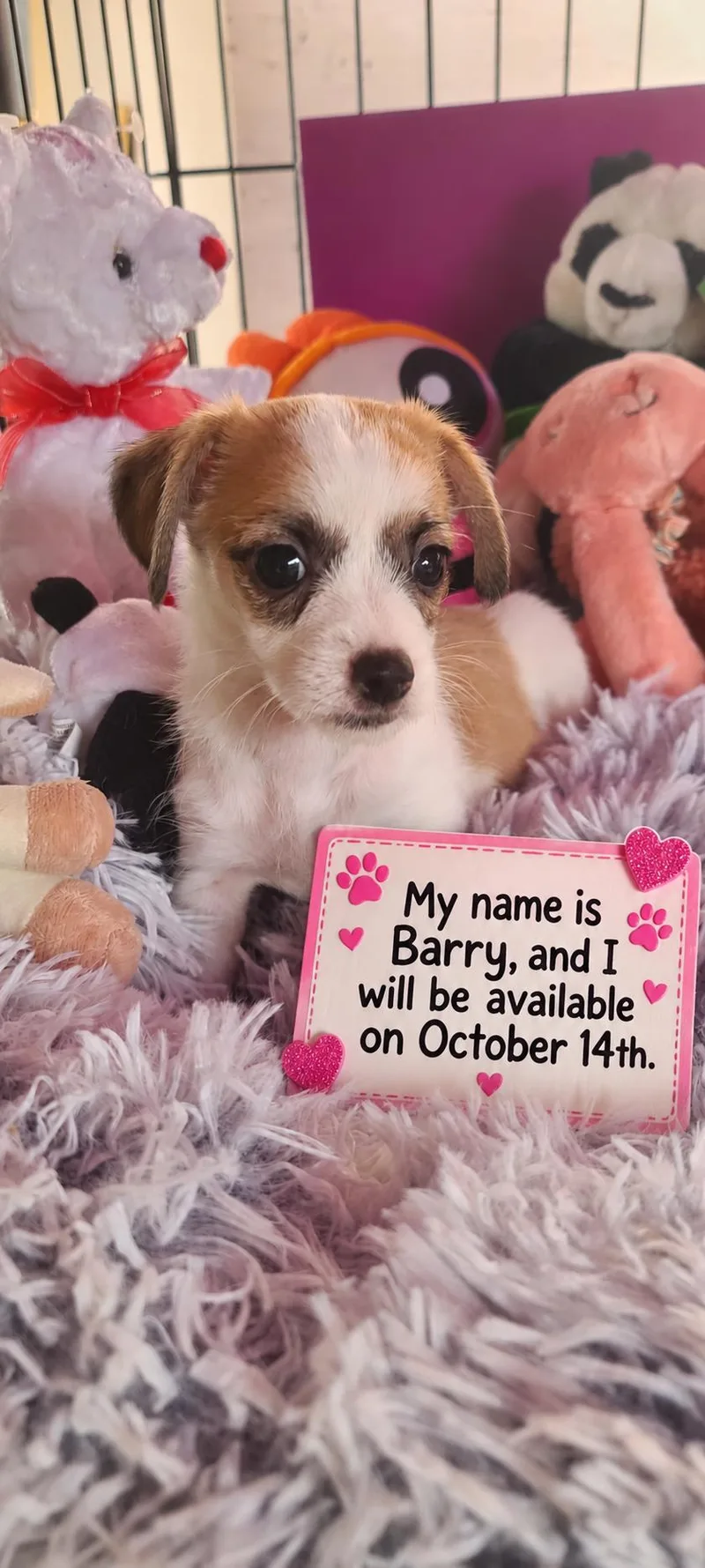 Barry thumbnail 3
