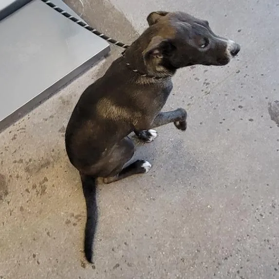 A young medium-sized male Brindle Mixed Breed dog named Ronaldo for adoption in Las Cruces, NM