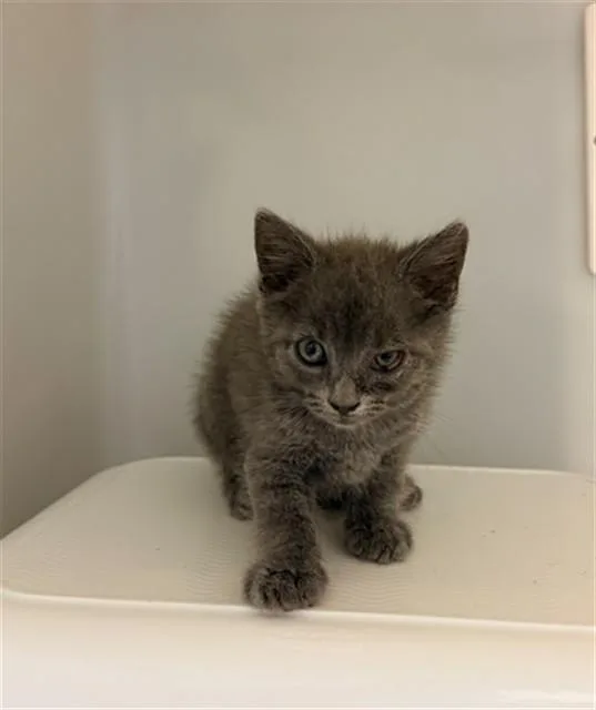 A baby small-sized male Domestic Short Hair cat named Henry for adoption in Statesville, NC