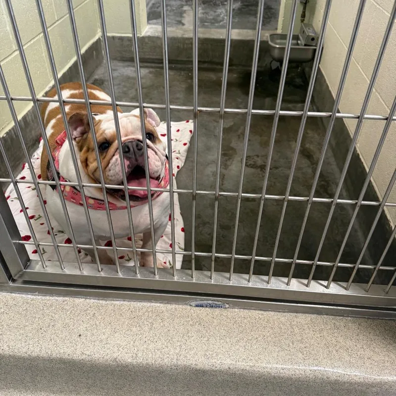 An adult large-sized female White / Cream English Bulldog dog named IEPAStray for adoption in Upland, CA