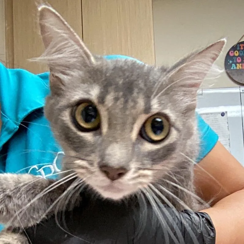 A young medium-sized female Gray / Blue / Silver Domestic Medium Hair cat named Hilda for adoption in Lakeland, FL