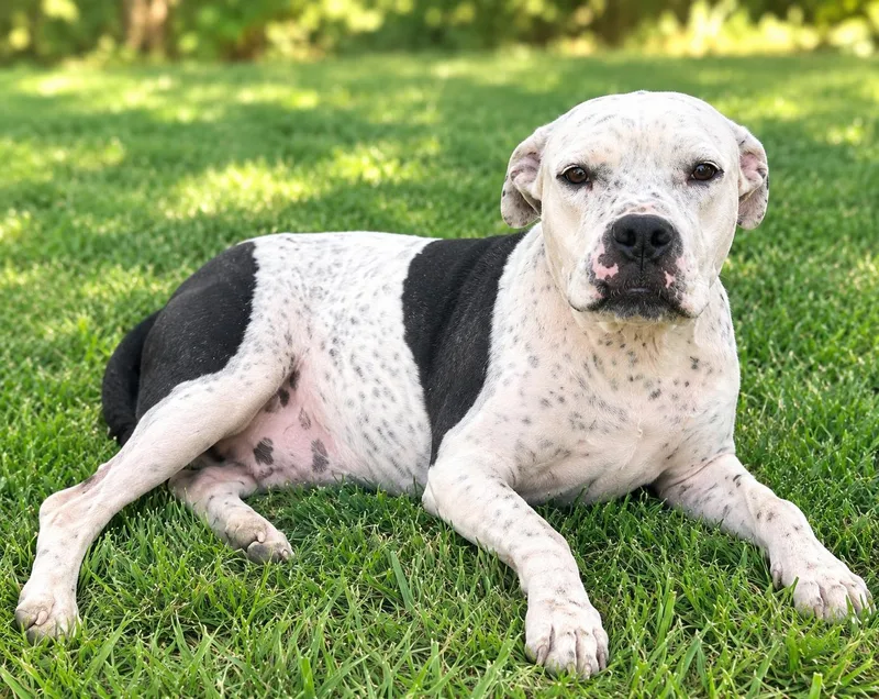 An adult medium-sized female Mixed Breed dog named Brie for adoption in Bandera, TX