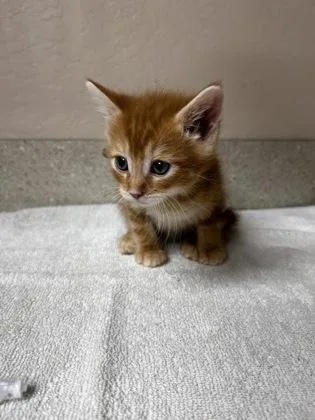 A young small-sized female Domestic Short Hair cat named Boogie for adoption in Phoenix, AZ