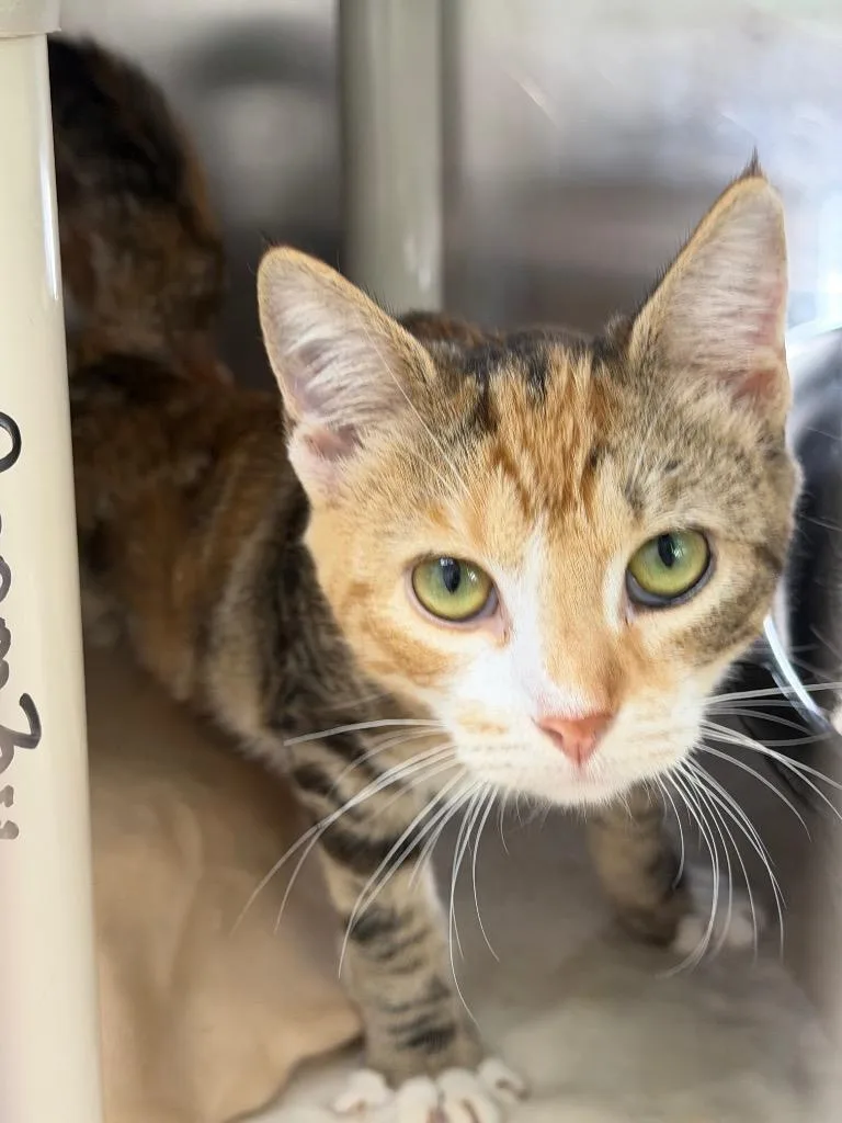 A baby medium-sized female Domestic Short Hair cat named Whimsy for adoption in Pomona, NY