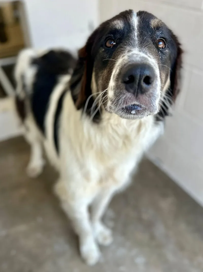 A young large-sized male Black English Springer Spaniel dog named A for adoption in Sherman, TX