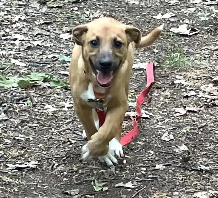 A baby medium-sized male Apricot / Beige Dachshund dog named Darkside for adoption in Albany, NY