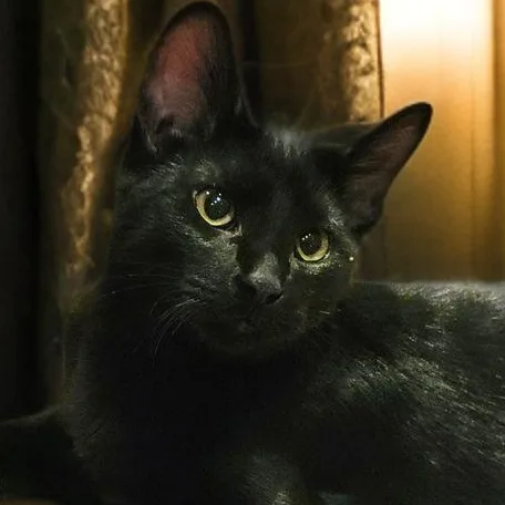 A baby medium-sized male Black Domestic Short Hair cat named SpiderMan for adoption in OVERLAND PARK, KS