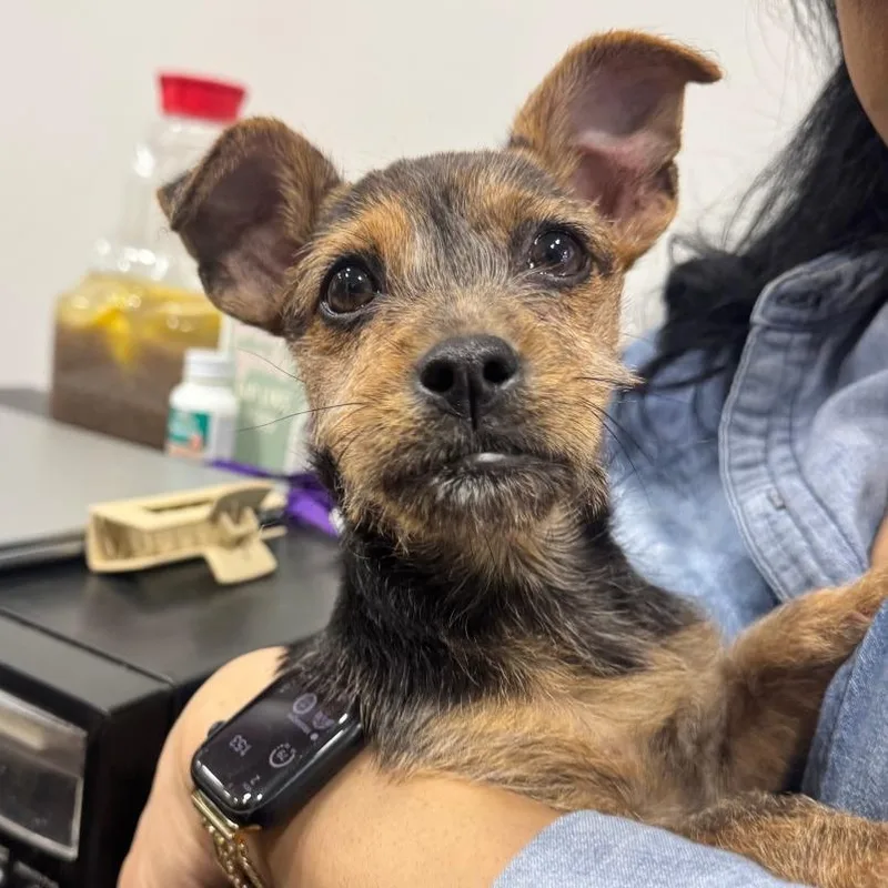 A baby medium-sized female Brown / Chocolate Terrier dog named Pixie for adoption in CORPUS CHRISTI, TX