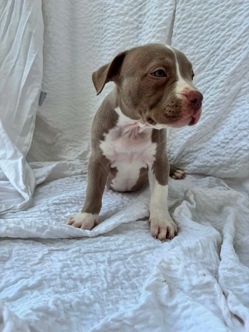 A young medium-sized female Yellow / Tan / Blond / Fawn American Staffordshire Terrier dog named Valley for adoption in Grafton, MA