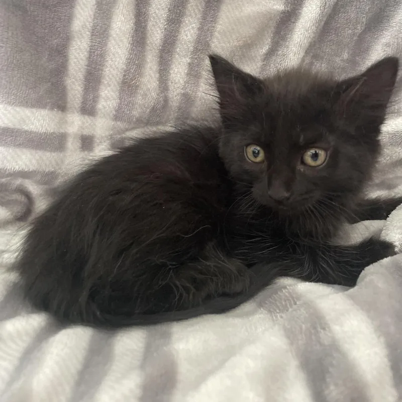 A baby small-sized male Black Domestic Medium Hair cat named Benny for adoption in Tucson, AZ
