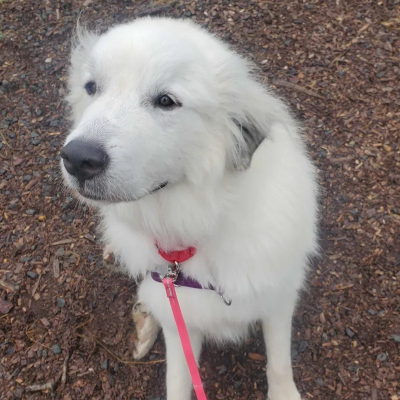 An adult large-sized male Great Pyrenees dog named Buddy Guy for adoption in Falls Church, VA