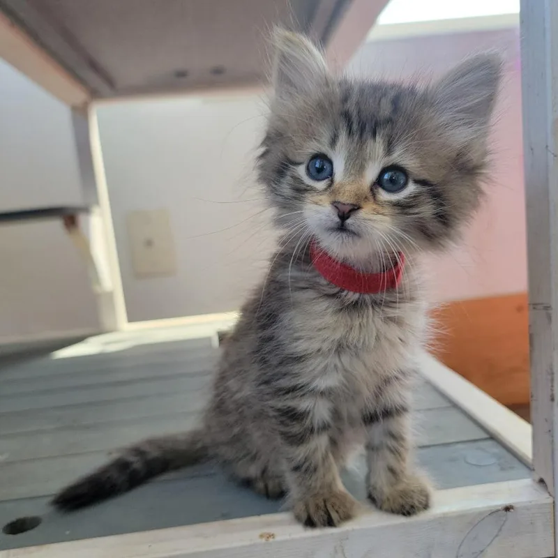 A baby small-sized female Gray / Blue / Silver Domestic Short Hair cat named Margarita in Street for adoption in Alexandria, VA