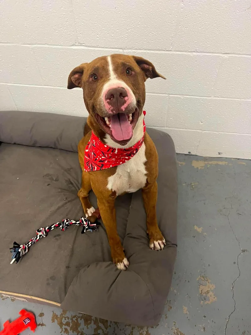 A young medium-sized male Pit Bull Terrier dog named Rusty for adoption in Harrodsburg, KY