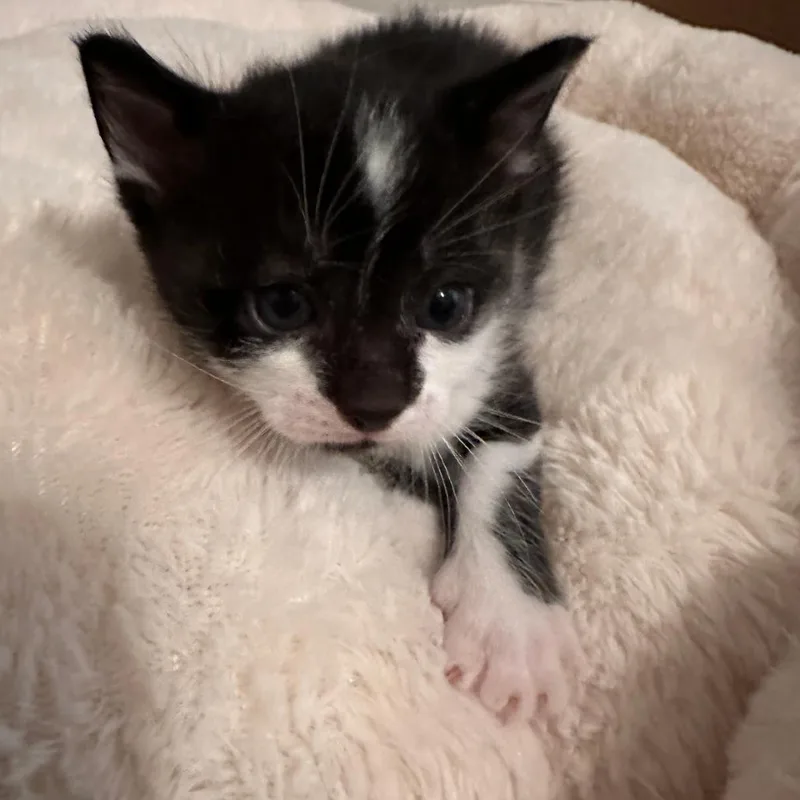 A baby small-sized male Black Domestic Short Hair cat named Felix for adoption in Fort Lauderdale, FL