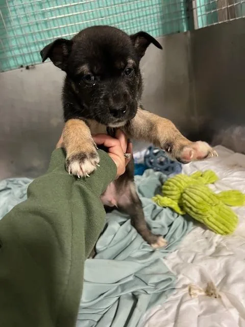 A baby small-sized male Australian Cattle Dog / Blue Heeler dog named Thursday for adoption in Chickamauga , GA