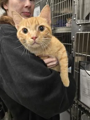 An adult medium-sized male Domestic Short Hair cat named Buggy Boy for adoption in West Chester, PA