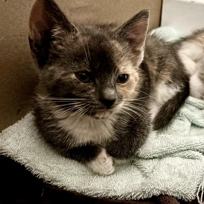 A baby small-sized female Calico Domestic Short Hair cat named Shirley for adoption in Pleasanton, CA