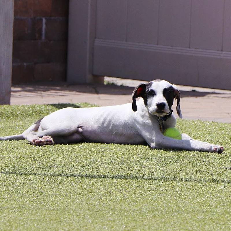 A baby small-sized male Mixed Breed dog named Tootsie for adoption in Port Washington, NY
