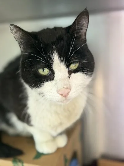 A senior medium-sized male Domestic Medium Hair cat named Fennic for adoption in West Chester, PA
