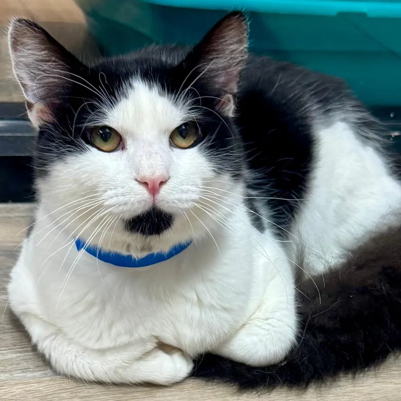 A young small-sized male White Domestic Medium Hair cat named Chiller for adoption in Lakeland, FL