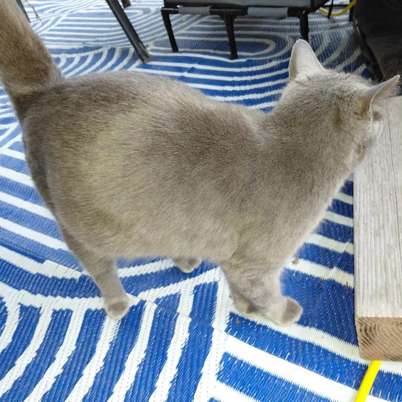 Cirrus
