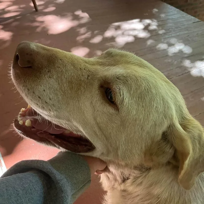 An adult large-sized female Yellow / Tan / Blond / Fawn Yellow Labrador Retriever dog named Rebecka for adoption in Sullivan, IL