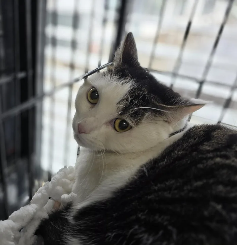An adult medium-sized female Brown / Chocolate Domestic Short Hair cat named Strawberry for adoption in Southbury, CT