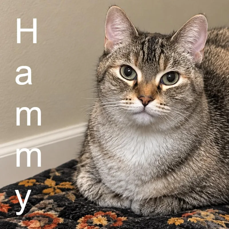 Hammy thumbnail 2