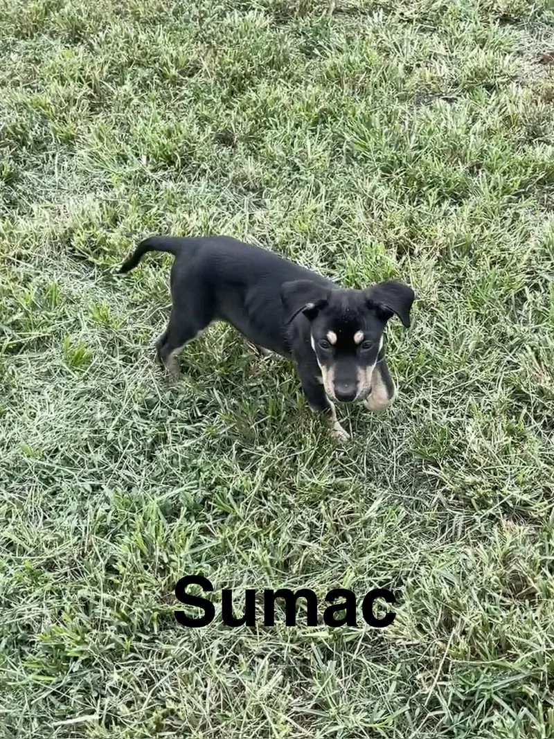 A baby medium-sized male Mixed Breed dog named Sumac for adoption in Topeka, KS