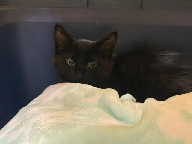 A baby medium-sized female Domestic Medium Hair cat named Pho for adoption in Kent, WA