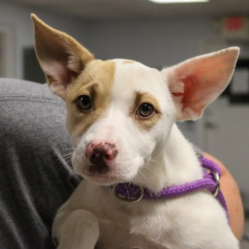 A baby medium-sized female White / Cream Mixed Breed dog named Ruby for adoption in South Elgin, IL