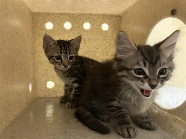 A baby small-sized female Domestic Short Hair cat named Betty for adoption in Tustin, CA