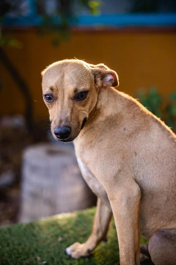 A young medium-sized male Chihuahua dog named Max for adoption in Anacortes, WA