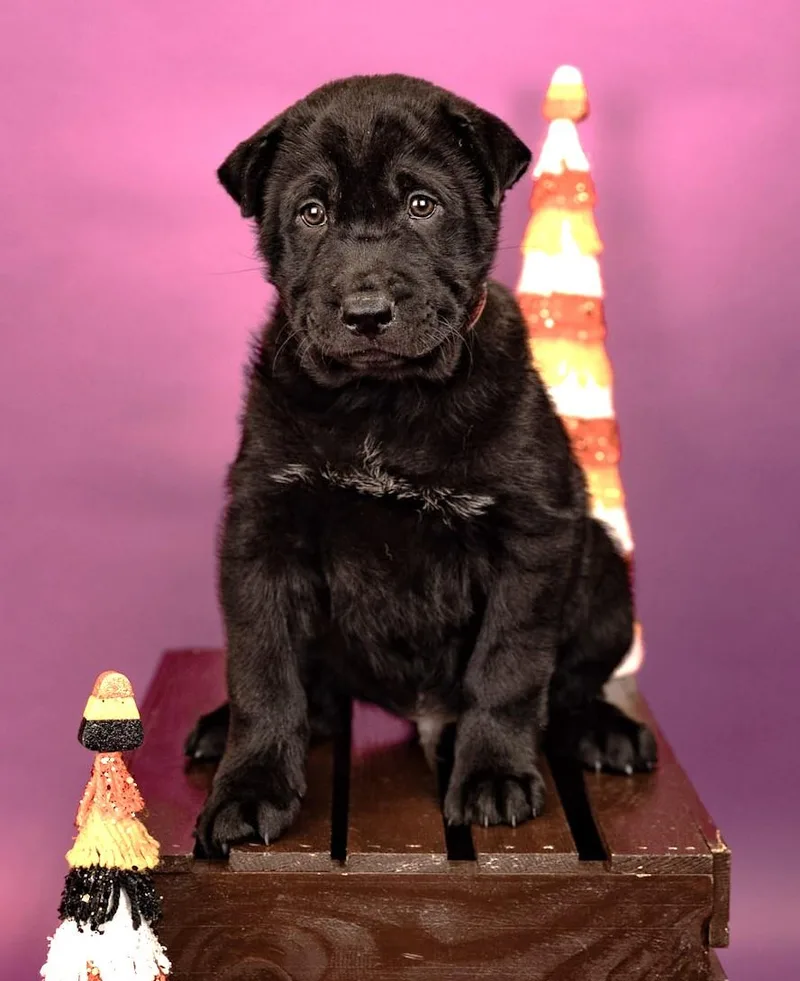 A baby large-sized male Chow Chow dog named 837-26 for adoption in Brighton, CO