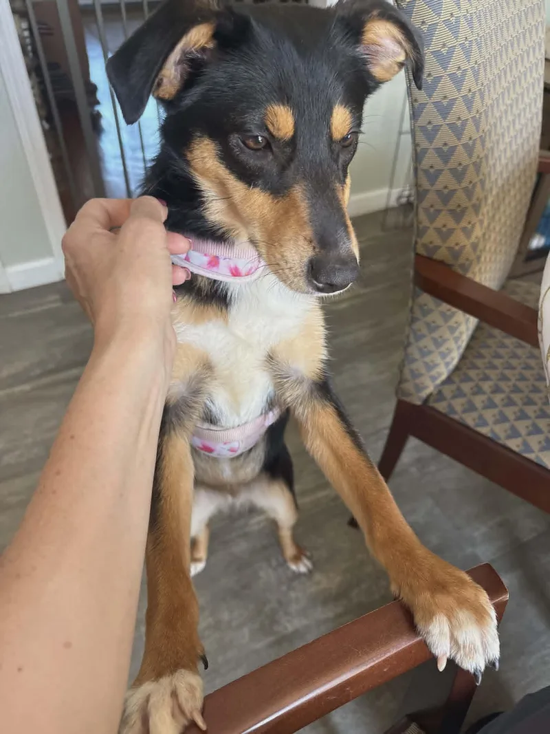 A young medium-sized female Australian Shepherd dog named Billie for adoption in Port Orange, FL