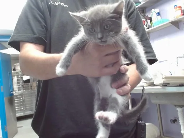 A baby small-sized male Domestic Short Hair cat named Gladiolus for adoption in Albuquerque, NM