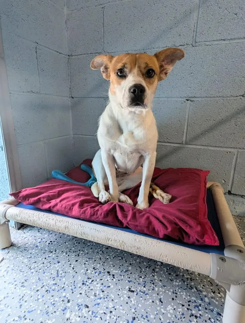 An adult small-sized female Jack Russell Terrier dog named Sweetie for adoption in Benson, AZ