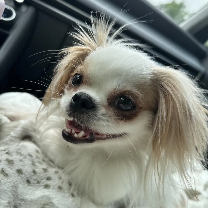 An adult small-sized female White / Cream Japanese Chin dog named Greta for adoption in Daphne, AL