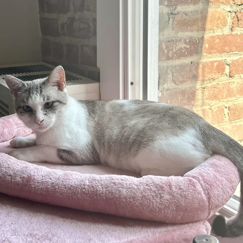 Persephone thumbnail 4