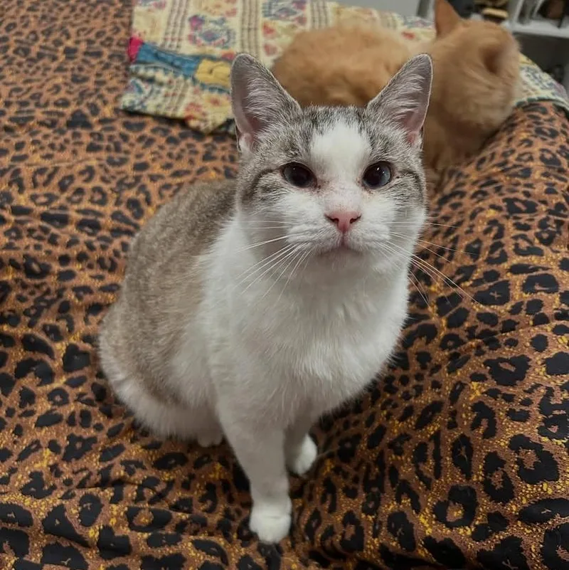 Persephone thumbnail 6