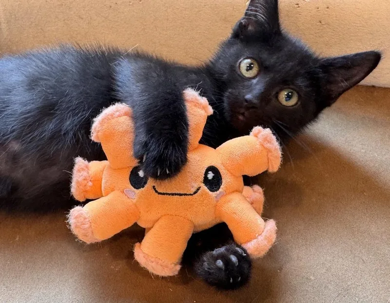 A baby small-sized male Black Domestic Short Hair cat named Pooh for adoption in Evansville, IN